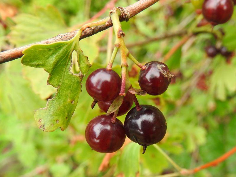 Goldjohannisbeere - leckere Beeren im Spätsommer