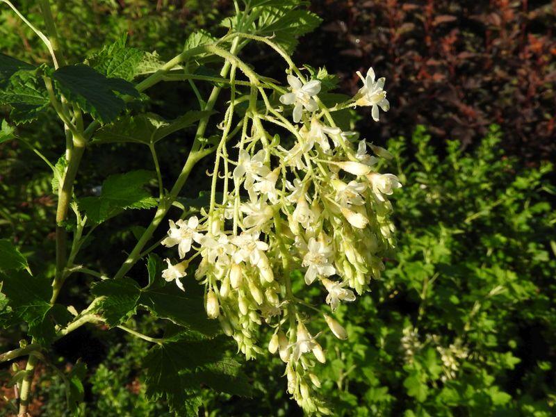 Ribes sanguineum Tydemann´s White