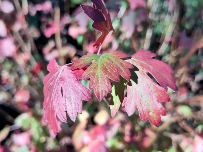 Rote Herbstfärbung der Goldjohannisbeere