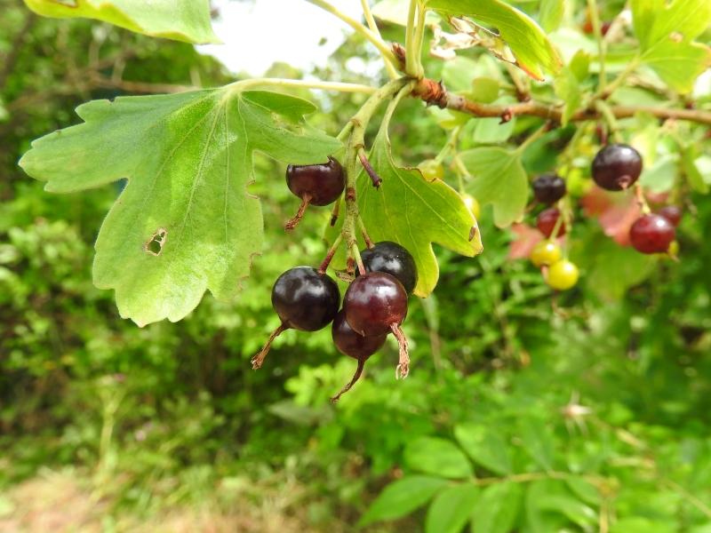 Essbare, glänzend schwarze Beeren der Gold-Johannisbeere