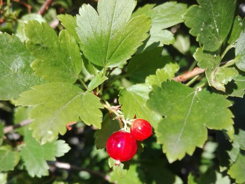 Alpen-Johannisbeere - rote Beeren im August