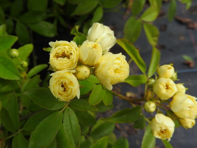 Gelbblühender Rambler Rosa banksiae Lutea