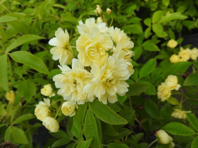 Gelbblühende Kletterrose Rosa banksiae Lutea