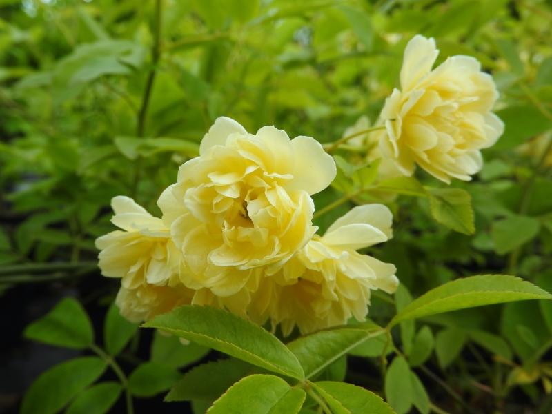 Rosa banksiae Lutea mit zitronengelben Blüten