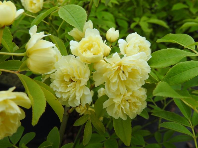 Gefüllte, hellgelbe Blüten der Rosa banksiae Lutea