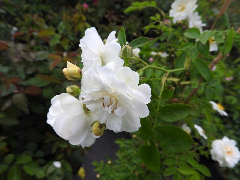 Reichblühende Fadenstielige Rose