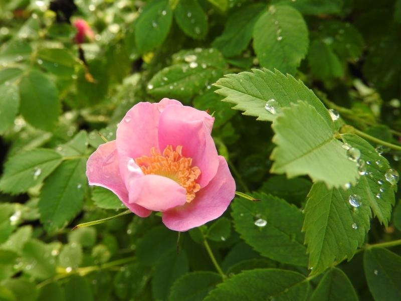 Die Doldenrose blüht im Juni.