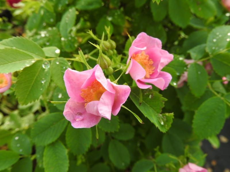 Doldenrose mit kräftig rosa Blüten