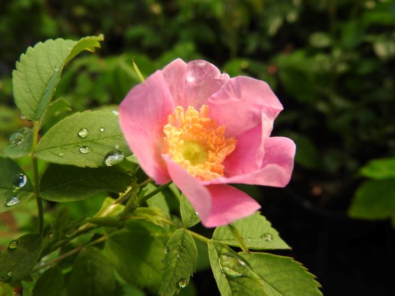 Rosablühende Wildrose Rosa pisocarpa