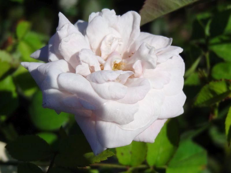 Zartrosa Blüte der Rosa x polliniana Affabilis