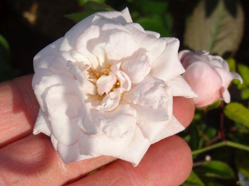 Rosa x polliniana Affabilis in Blüte
