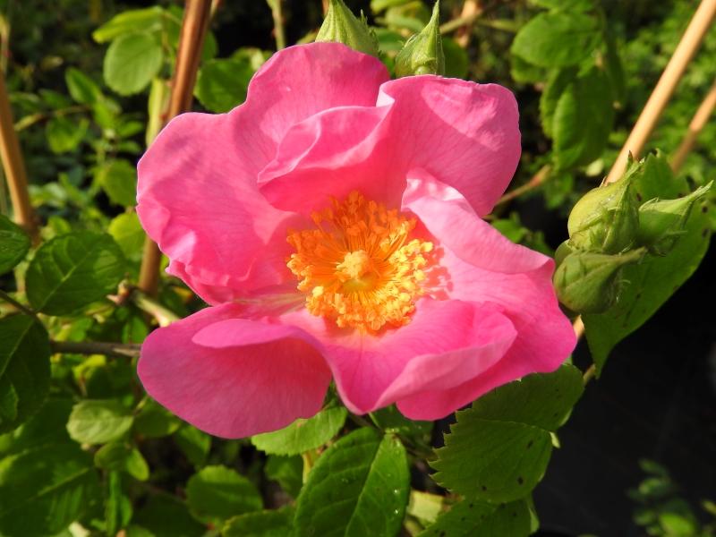 Pinke Blüte der Prärierose