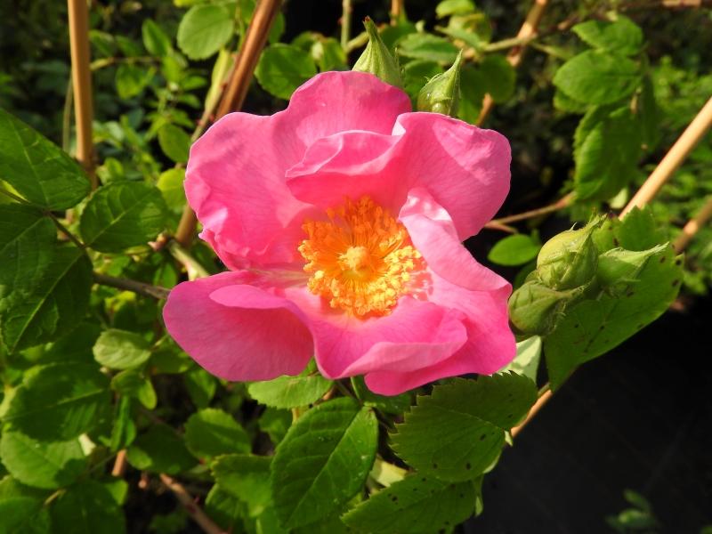 Prärierose - rosa Blüte