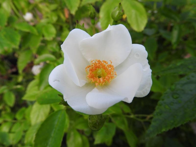 Die Halbimmergrüne Kletterrose blüht weiß