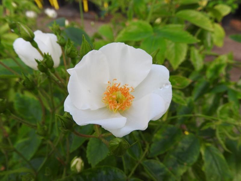 Weiße Blüte der Halbimmergrünen Kletterrose