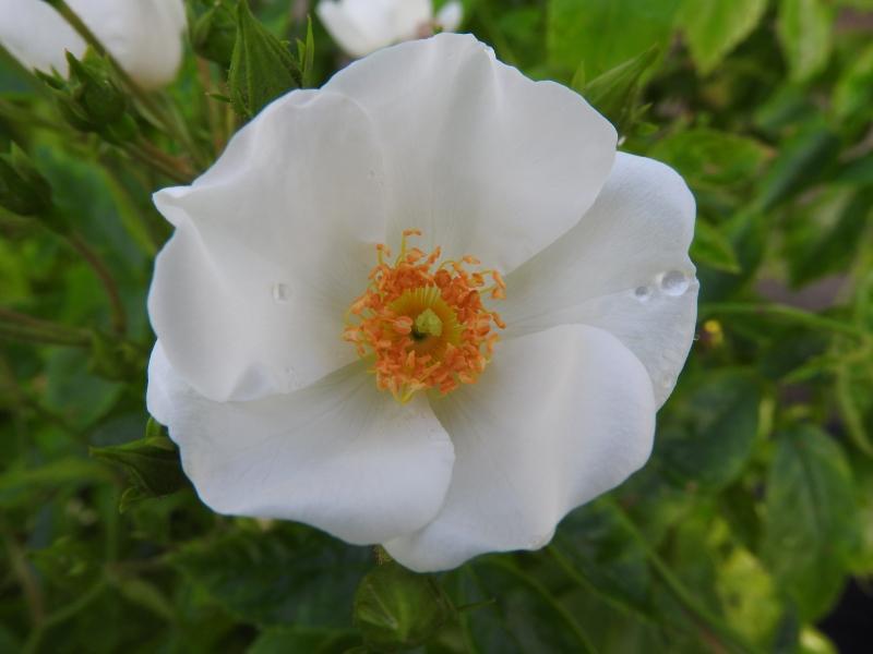 Halbimmergrüne Kletterrose - Nahaufnahme der weißen Blüte