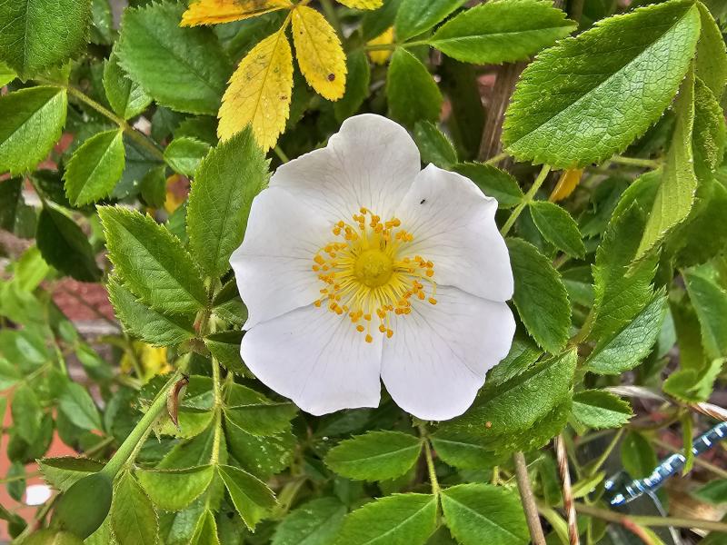 Ackerrose mit großer, weißer Blüte