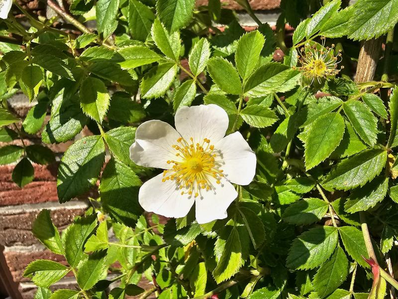 Eine weißblühende Wildrose: die Ackerrose