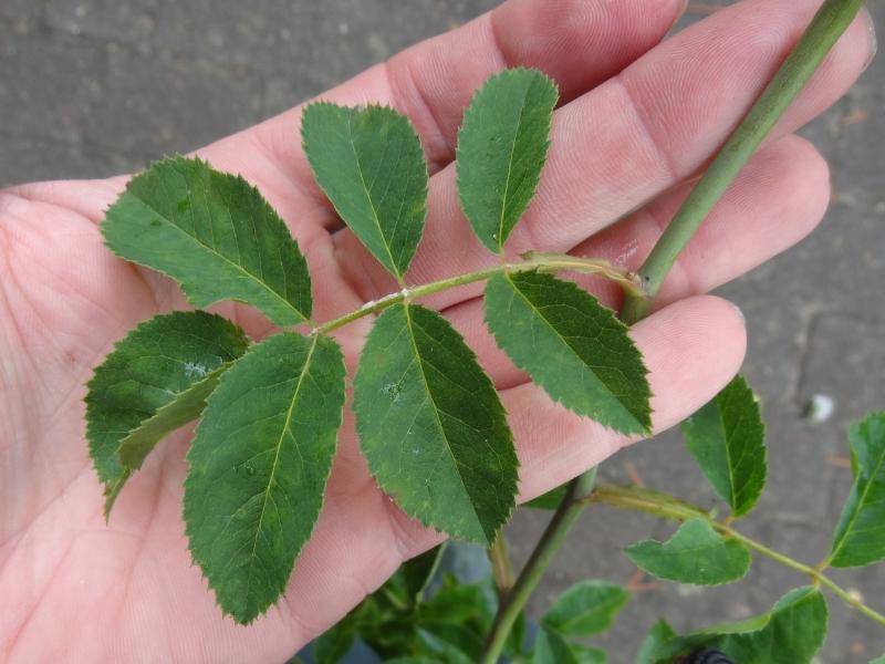 Hartsros, Rosa mollis