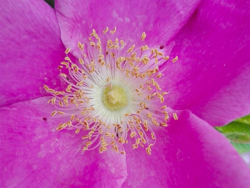 Eine Nahaufnahme der großen, einfache Blüten (Sylter-Rose oder Apfel-Rose)