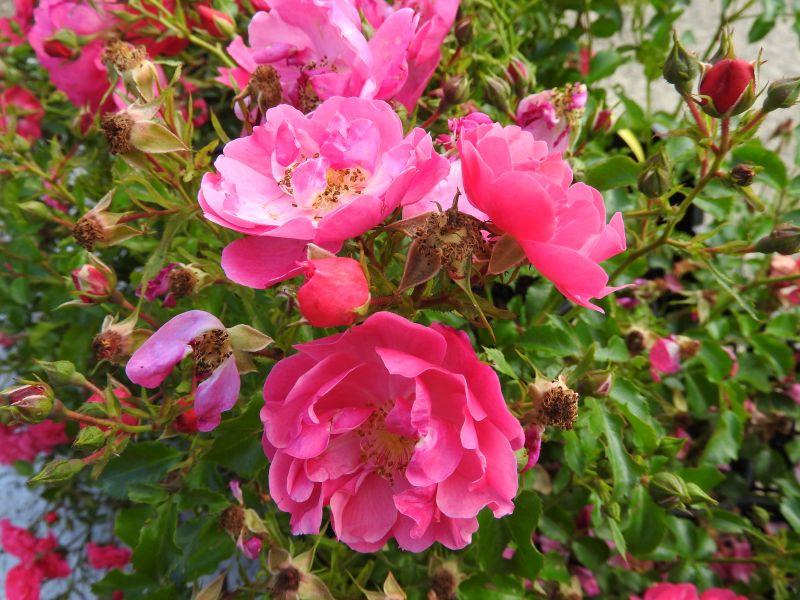Rosa Hotline