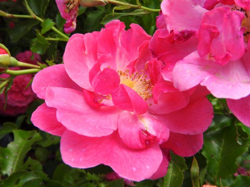 Rosa Hotline