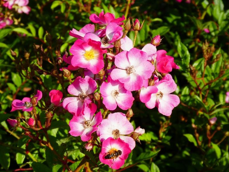 Pinke Blüten der Strauchrose Mozart