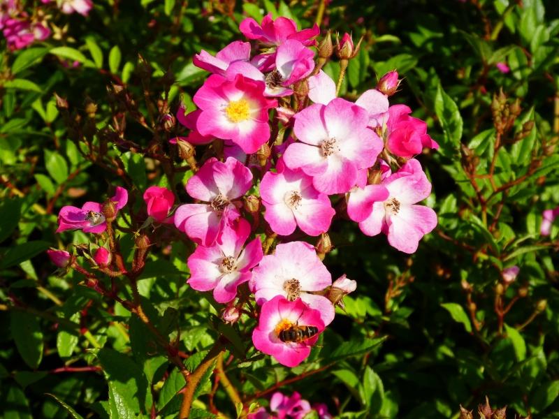 Strauchrose Mozart - rosa Blüten mit weißem Auge