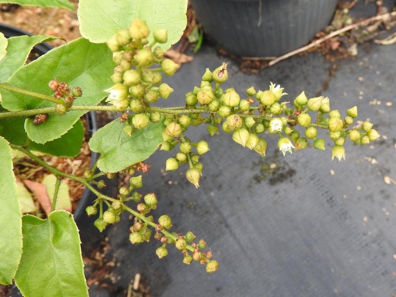 Brombeere Rubus ichangensis mit kleinen, weißen Blüten