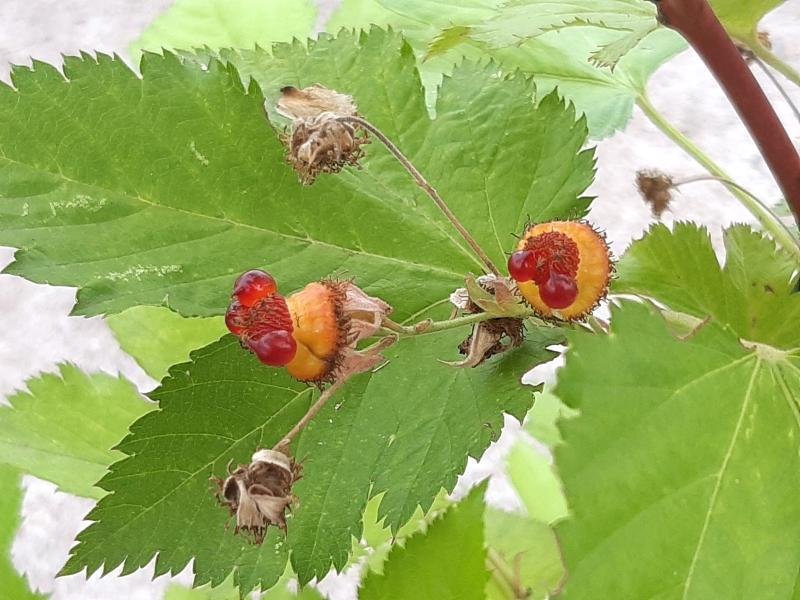 Erster Fruchtansatz der Rubus trifidus