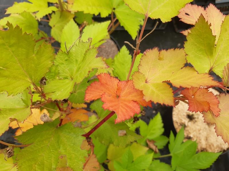 Frischer Austrieb von Rubus trifidus
