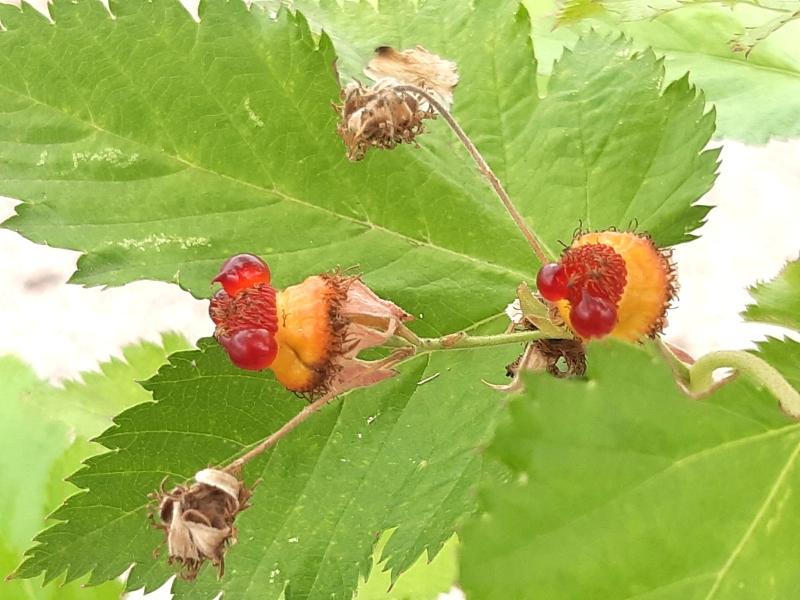 Rubus trifidus mit Früchten