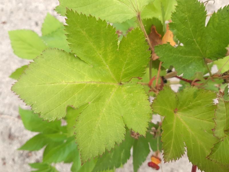 Hübsche Blattform der Rubus trifidus
