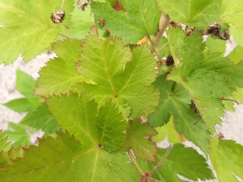 Hübsches Laub der Rubus trifidus