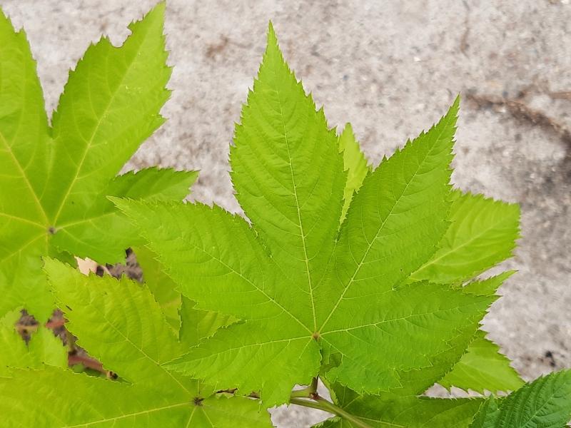 Auffälliges Blatt von Rubus trifidus