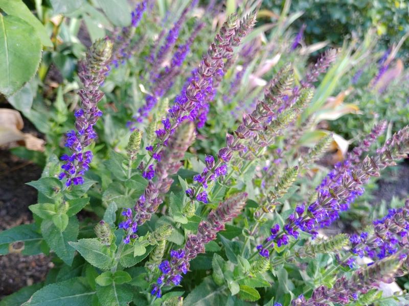 Steppensalbei Ostfriesland in Blüte