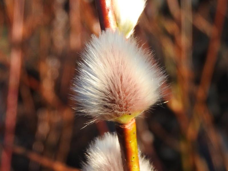 Kätzchen der Schiebel-Weide, Salix Schiebel