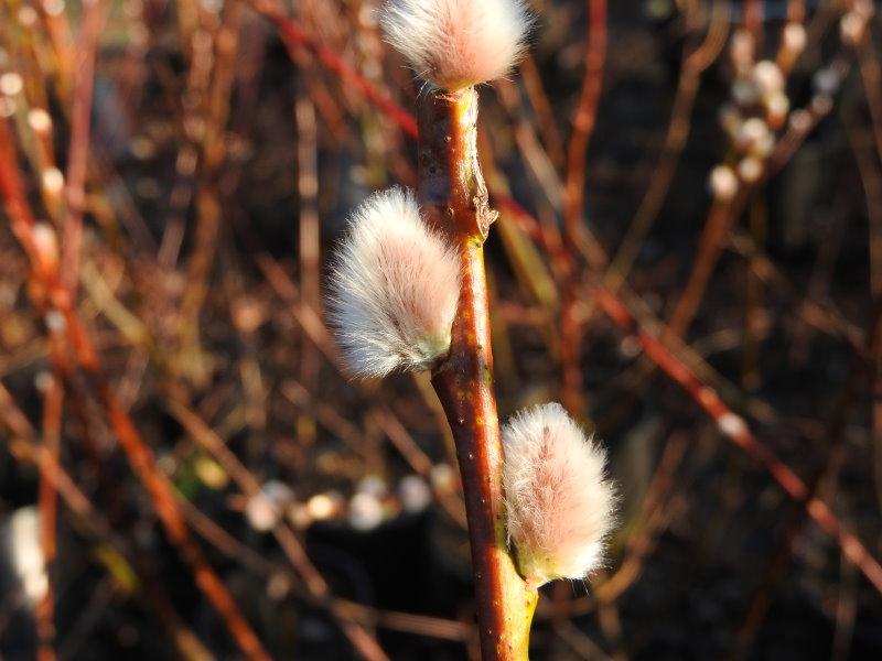 Schiebelweide, Salix Schiebel mit Blütenkätzchen