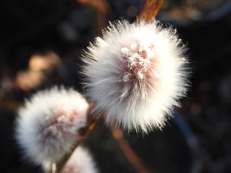 Schiebel-Weide, Salix Schiebel mit Kätzchen