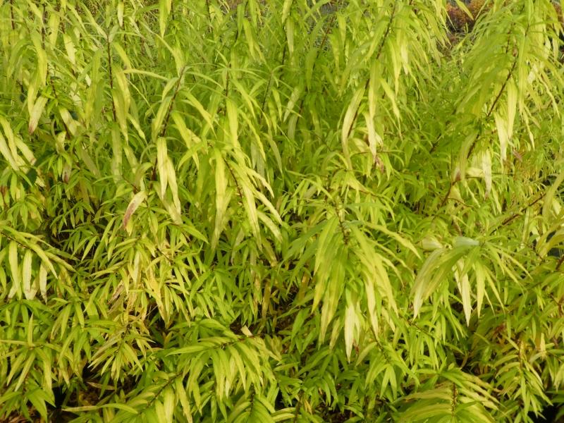 Amur-Weide mit gelbem Herbstlaub