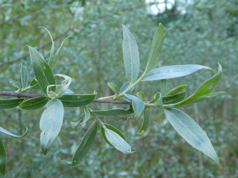 Laub der Salix alba Sericea