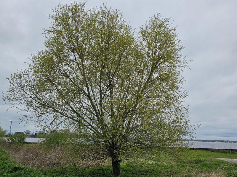 Salix alba