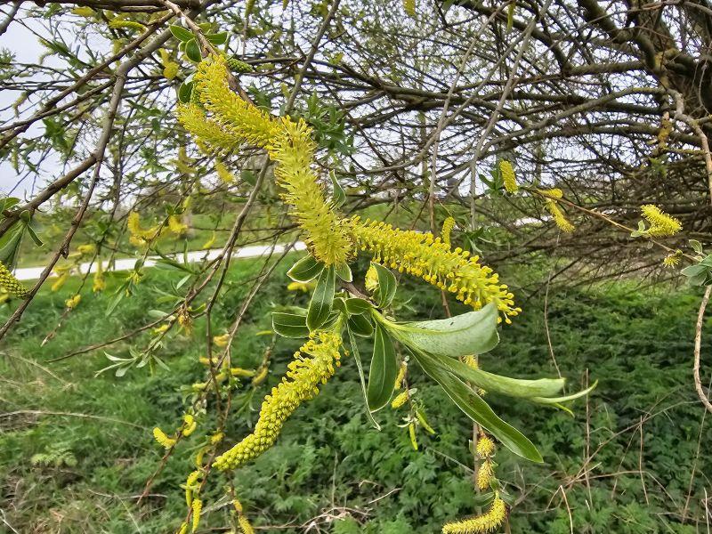 Salix alba