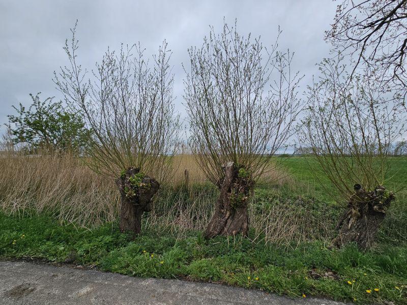 Salix alba
