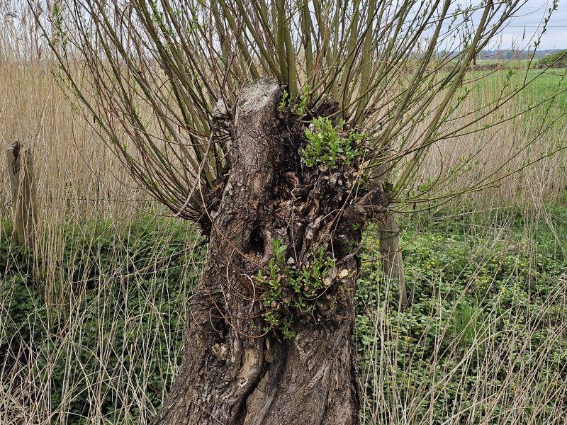Salix alba