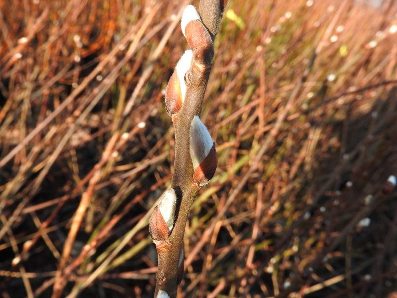 Austreibende Kätzchen der Salix caprea Bögelsack