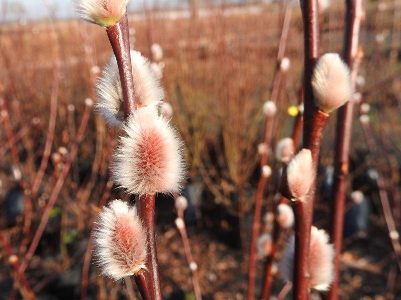 Die schönen Kätzchen der Salix caprea Silberglanz