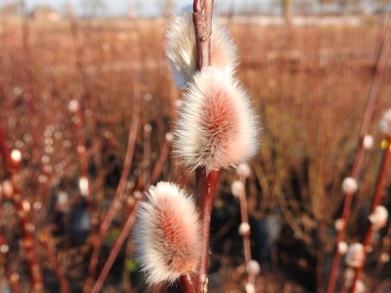 Salix caprea Silberglanz, Kätzchen