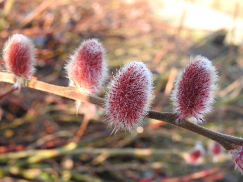 Salix gracilistyla Mount Aso