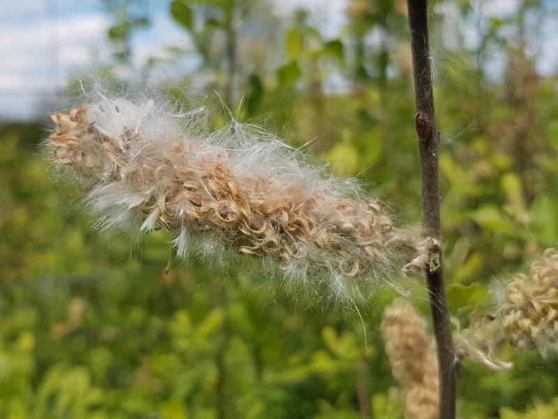 Wollige Saat der Salix cinerea